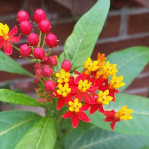 Tropical milkweed