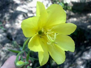 022-hookers-evening-primrose     