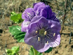 027-large-flowered-phacelia     