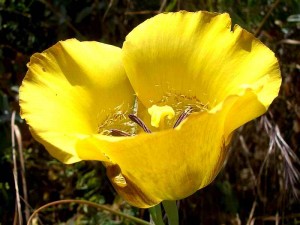 032-yellow-mariposa-lily  