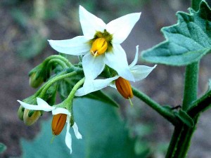 072-white-nightshade        