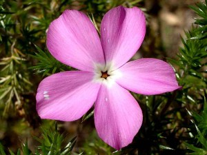 075-prickly-phlox        