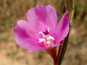 079-purple-clarkia        