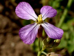 Wild Radish  