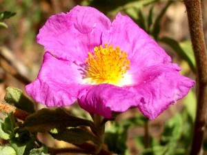 Rock Rose  