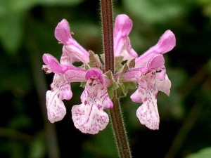 087-hedge-nettle    