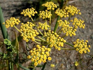 Sweet Fennel  