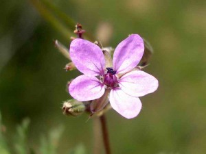 Red Stem Filaree