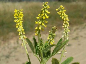 Yellow Sweetclover