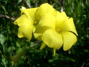 Bermuda Buttercup