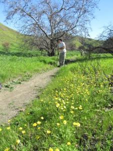 The trail runs past this small patch of bright yellow wild flowers